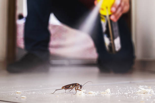 Wasp Removal Services in Yreka, CA